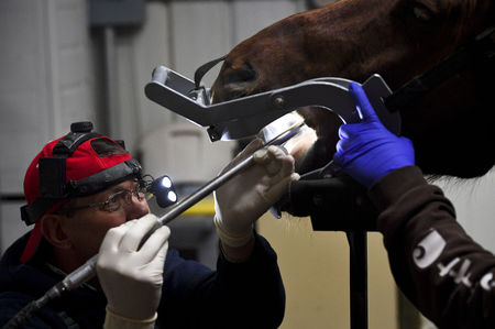 Arrowhead store veterinary clinic