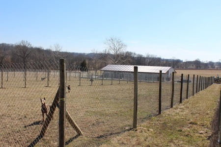 Sweet Pea Kennels