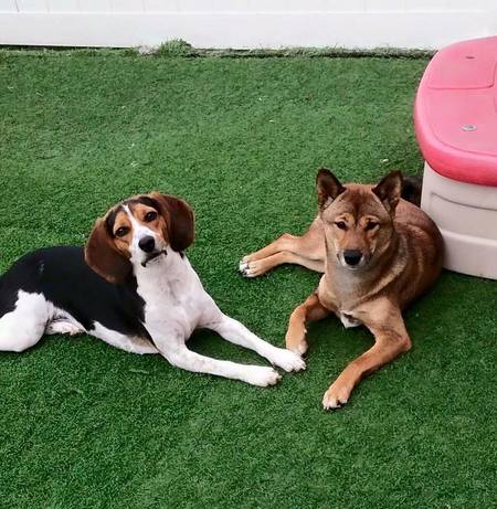 Lucky Dog Luxury Daycare & Boarding