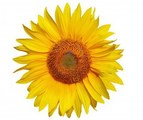 Sunflower Family Daycare LLC