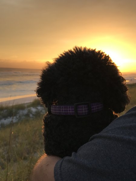 Barkin On The Beach Mobile Dog Spa