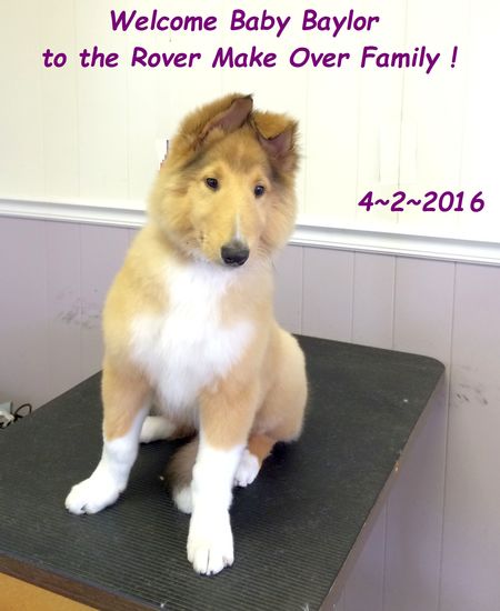 Rover Make Over ~ All Breed Dog Grooming