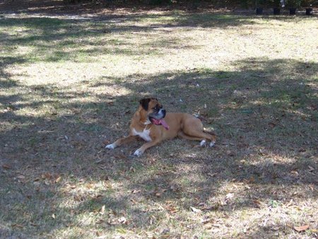 Tammy's In Home Dog Boarding