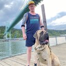 Photo for Part-time Care For An English Mastiff