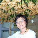 Yanli L.