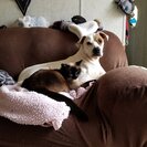 Photo for Sitter Needed For 2 Dogs, 4 Cats In Endicott