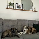 Photo for Looking For A Pet Sitter For 2 Dogs, 1 Cat In Hales Corners