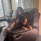 Photo for Looking For A Pet Sitter For 2 Dogs In Rocklin