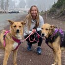 Photo for Looking For A Pet Sitter For 2 Dogs In Portland