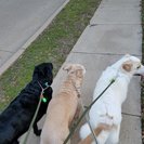 Photo for Home & Pet Sitter Needed For 3 Dogs In McKinney