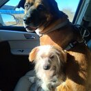 Photo for Boarder Needed For 2 Dogs In Saint Louis