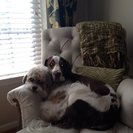 Photo for Sitter Needed For 3 Dogs In Alexandria