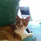 Photo for Looking For A Pet Sitter For 1 Cat In Newtown