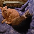 Photo for Looking For A Pet Sitter For 3 Cats In Creswell