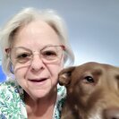Photo for Looking For A Pet Sitter For 1 Dog In Saint Clair