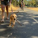 Photo for Want To Get Paid To Hangout With Our Adorable Golden Retriever  Puppy