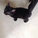 Photo for Looking For A Pet Sitter For 1 Cat In Fort Lauderdale