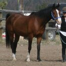 Photo for Sitter Needed For 1 Horse, 1 Farm Animal, 1 Dog, 1 Cat, 1 Bird, 1 Fish In Jefferson City