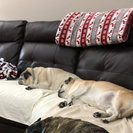 Photo for Looking For A Pet Sitter For 2 Dogs In Renfrew