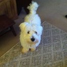 Photo for Looking For A Pet Sitter For 1 Dog In Manchester