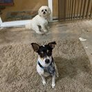 Photo for Looking For A Pet Sitter For 2 Dogs In Orlando