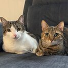 Photo for Sitter Needed For 2 Cats In Hyde Park