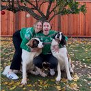 Photo for Saint Bernard Dog Walker And Caregiver Needed -- They'll Be Your New Best Friend!