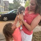 Photo for Looking For Care For 2 Small Puppies In Shawnee