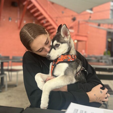 Watching Husky Puppy