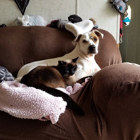 Sitter Needed For 2 Dogs, 4 Cats In Endicott