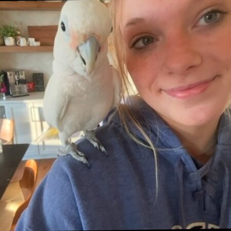 Looking For A Pet Sitter For 1 Bird In Plymouth