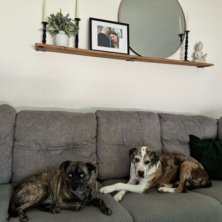 Looking For A Pet Sitter For 2 Dogs, 1 Cat In Hales Corners