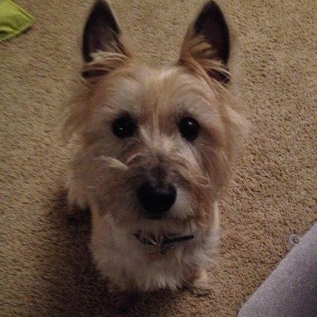 Walker Needed For 1 Dog In Canton