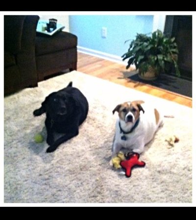 Looking For A Pet Sitter For 2 Dogs In Rolesville