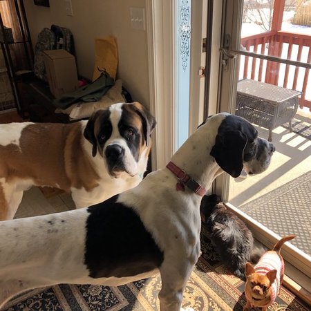 Looking For A Dog Walker For 1 Dog In Longmeadow