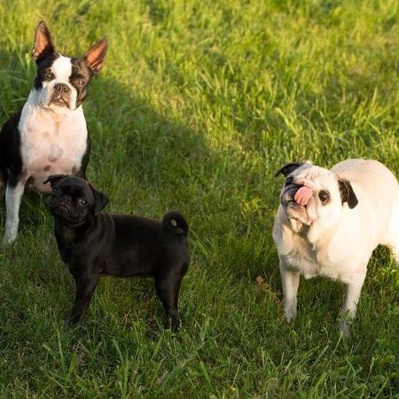 Looking For A Pet Sitter For 3 Dogs In Schuylkill Haven