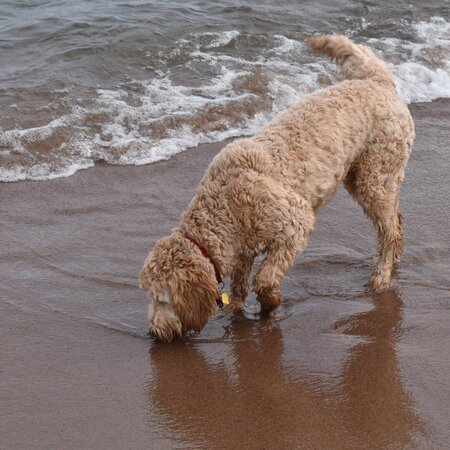 Doggy Day Care And Occasional Boarding For 1 Great Dog In Saint Paul