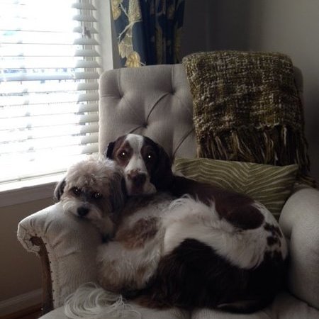 Sitter Needed For 3 Dogs In Alexandria