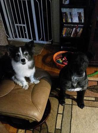 Sitter Needed For 2 Dogs, 3 Cats In Everett