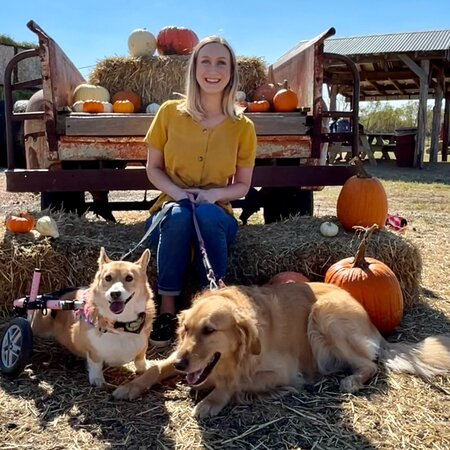 Looking For A (Special Needs) Pet Sitter For 3 Dogs In Addison