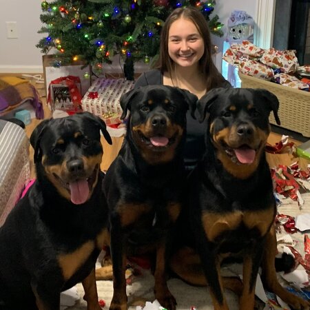 Sitter Needed For 3 Dogs In Pittsburgh