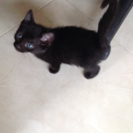 Looking For A Pet Sitter For 1 Cat In Fort Lauderdale