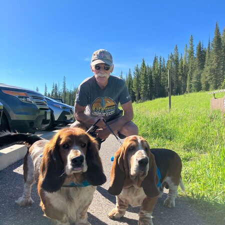 Looking For A Pet Sitter For 2 Dogs In Golden