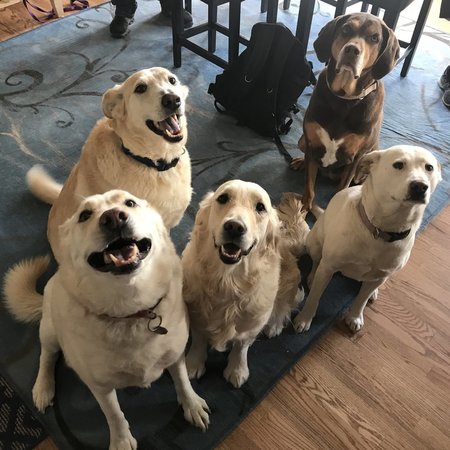 Looking For A Pet Sitter For 4 Dogs In Asheboro