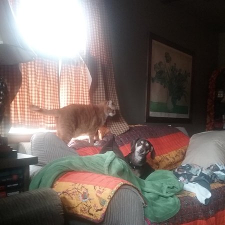 Looking For A Pet Sitter For 3 Dogs, 1 Cat In Weirton