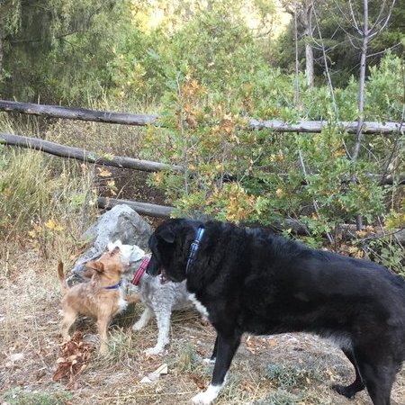 Sitter Needed For 1 Dog, 1 Cat In Glenwood Springs