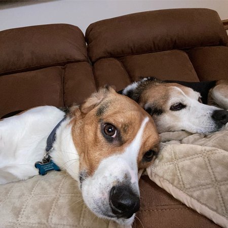 Looking For A Pet Sitter For 2 Dogs In Elgin