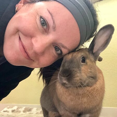 Sitter Needed For 1 Rabbit In Mill Valley