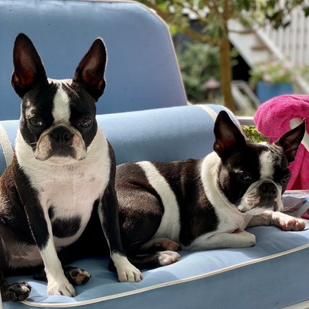 Looking For A Pet Sitter For 2 Dogs In Mount Pleasant