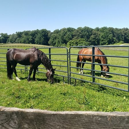 Looking For A Pet Sitter For 3 Horses, 1 Farm Animal, 4 Cats In Culpeper